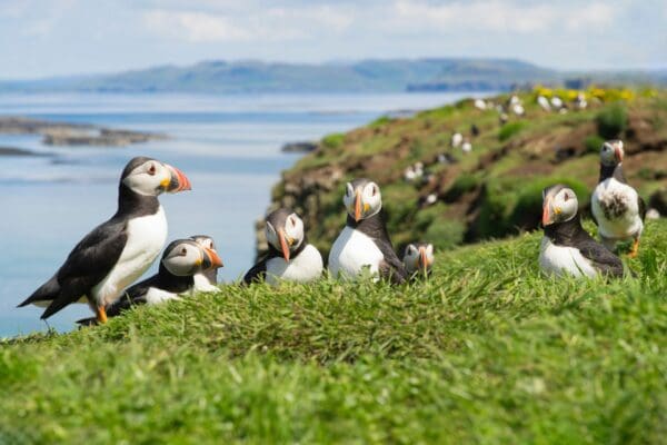 Staffa & Treshnish Isles