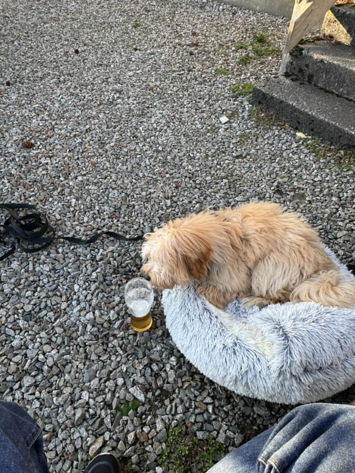 Hugo - Susan Higgins