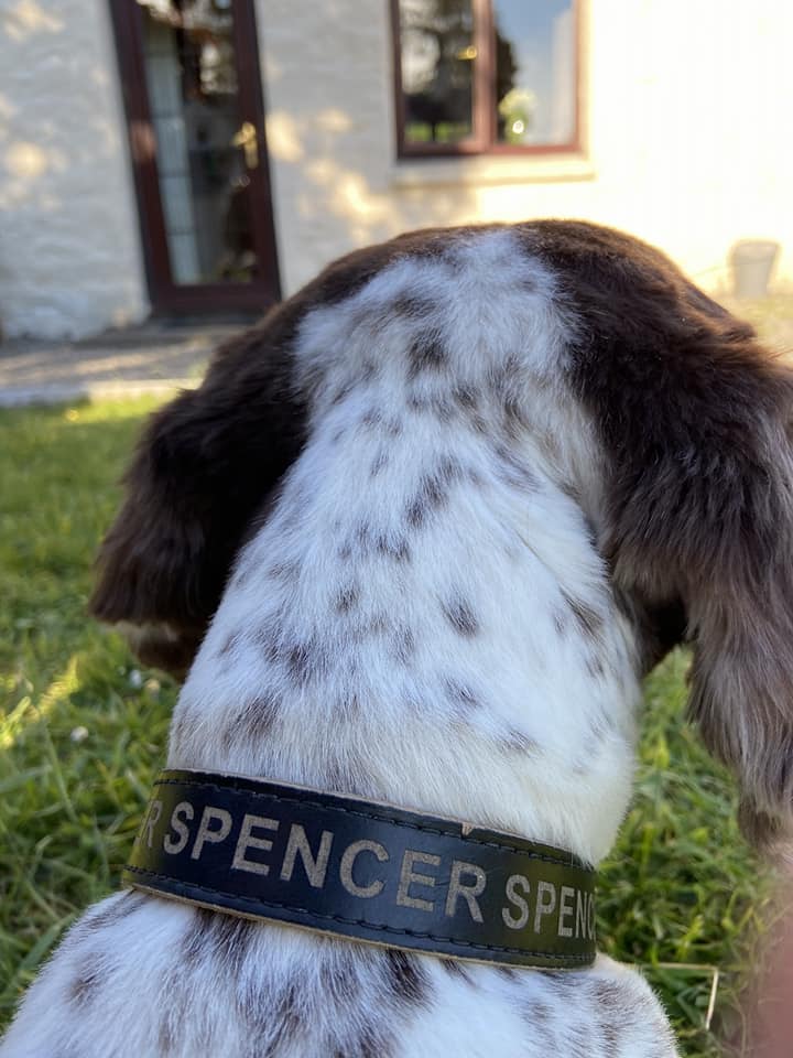 Spencer - Gary Maguire